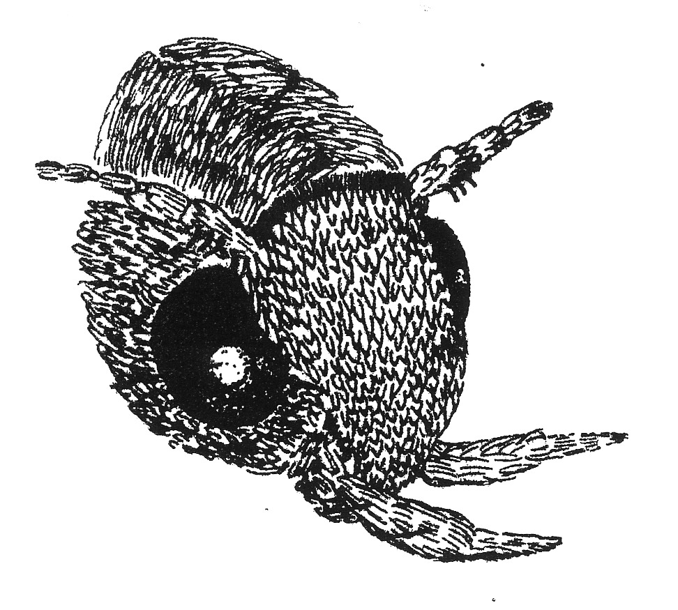 Head of an Elachista species (Elachistidae) (after Traugott-Olsen & Schmidt Nielsen, 1977).
